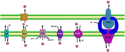 The culmination of multidrug-resistant efflux pumps vs. meager antibiotic arsenal era: Urgent need for an improved new generation of EPIs